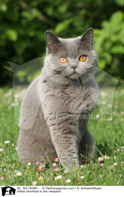 british shorthair in the meadow / SS-16499