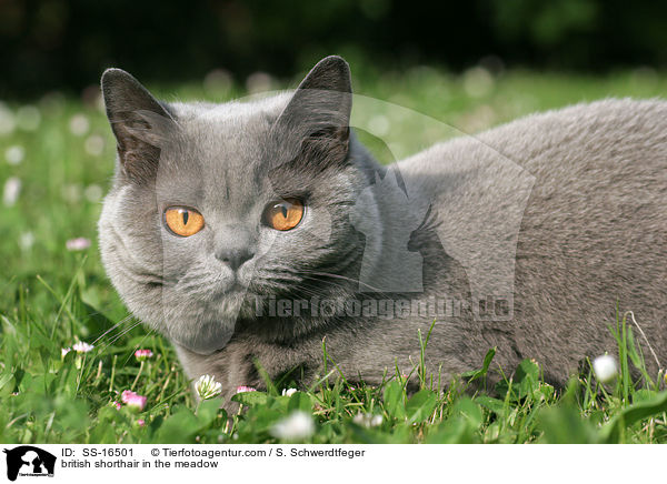british shorthair in the meadow / SS-16501