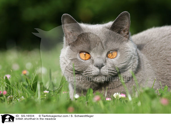 british shorthair in the meadow / SS-16504
