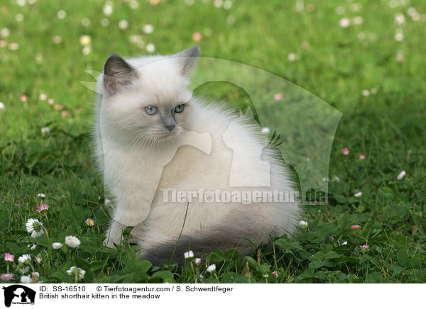 Britisch Kurzhaar Ktzchen auf der Wiese / British shorthair kitten in the meadow / SS-16510