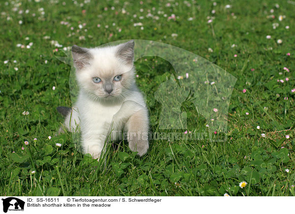 British shorthair kitten in the meadow / SS-16511