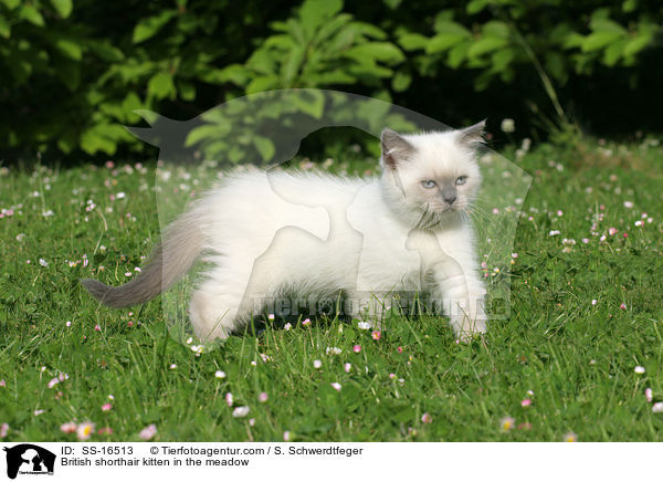 Britisch Kurzhaar Ktzchen auf der Wiese / British shorthair kitten in the meadow / SS-16513