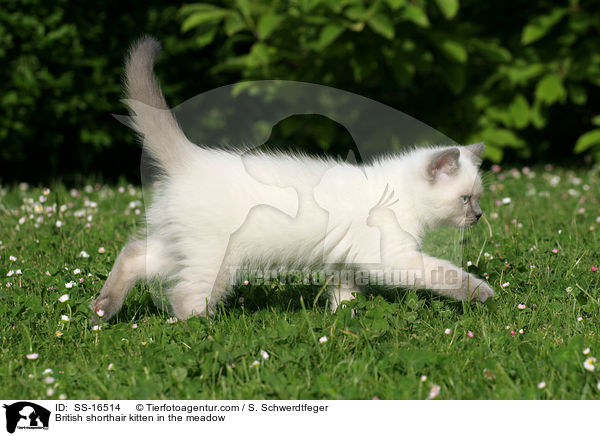 Britisch Kurzhaar Ktzchen auf der Wiese / British shorthair kitten in the meadow / SS-16514