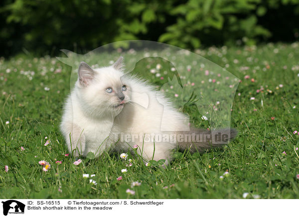 British shorthair kitten in the meadow / SS-16515