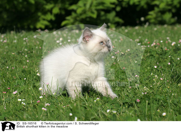 Britisch Kurzhaar Ktzchen auf der Wiese / British shorthair kitten in the meadow / SS-16516