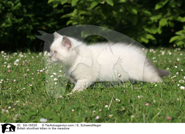 Britisch Kurzhaar Ktzchen auf der Wiese / British shorthair kitten in the meadow / SS-16520