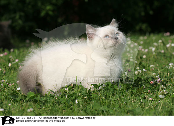 Britisch Kurzhaar Ktzchen auf der Wiese / British shorthair kitten in the meadow / SS-16521