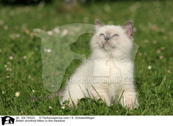 Britisch Kurzhaar Ktzchen auf der Wiese / British shorthair kitten in the meadow / SS-16523