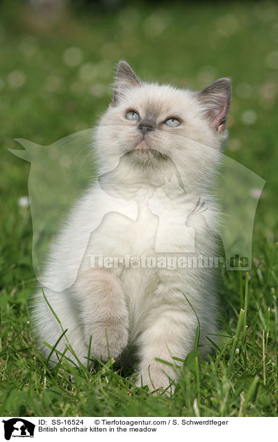 British shorthair kitten in the meadow / SS-16524
