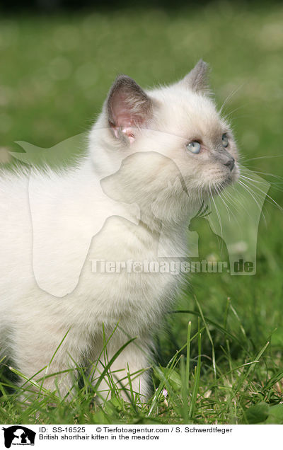 Britisch Kurzhaar Ktzchen auf der Wiese / British shorthair kitten in the meadow / SS-16525
