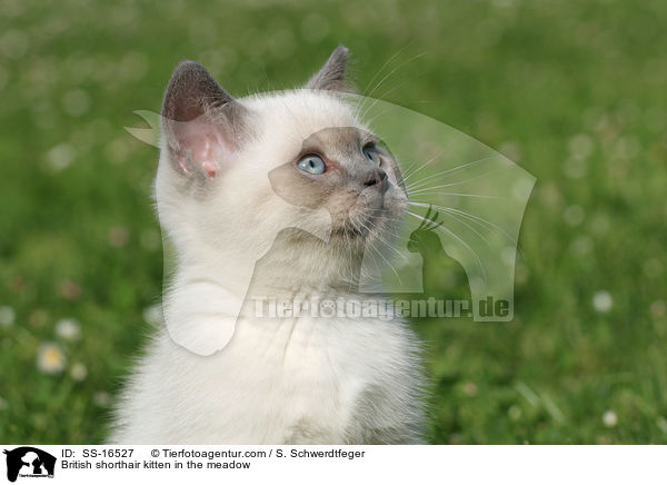 Britisch Kurzhaar Ktzchen auf der Wiese / British shorthair kitten in the meadow / SS-16527