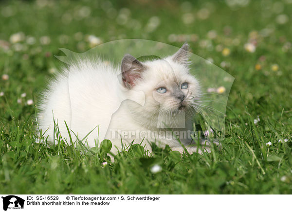 Britisch Kurzhaar Ktzchen auf der Wiese / British shorthair kitten in the meadow / SS-16529