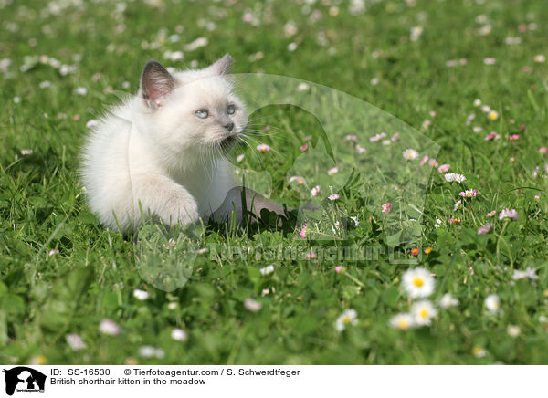 British shorthair kitten in the meadow / SS-16530