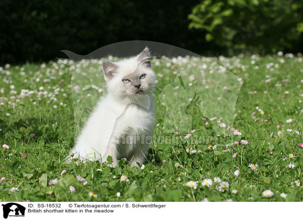 Britisch Kurzhaar Ktzchen auf der Wiese / British shorthair kitten in the meadow / SS-16532
