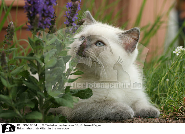 Britisch Kurzhaar Ktzchen auf der Wiese / British shorthair kitten in the meadow / SS-16534