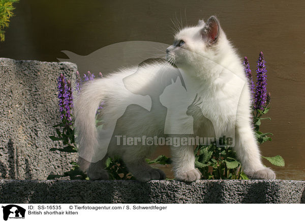Britisch Kurzhaar Ktzchen / British shorthair kitten / SS-16535