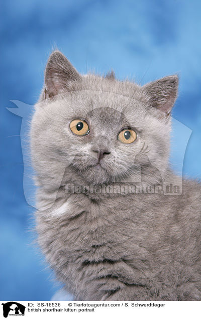 Britisch Kurzhaar Ktzchen  Portrait / british shorthair kitten portrait / SS-16536