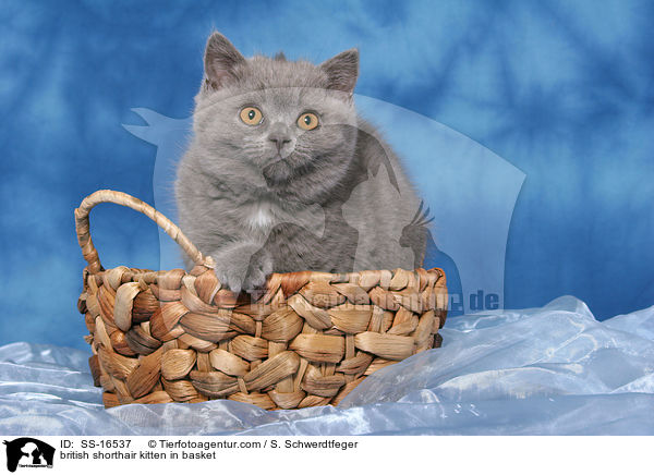 british shorthair kitten in basket / SS-16537