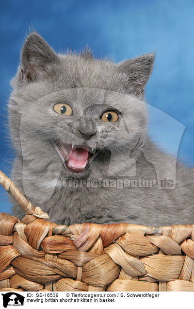 mewing british shorthair kitten in basket / SS-16539