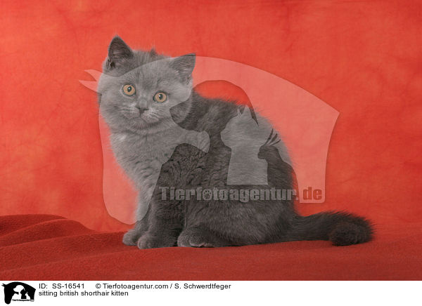 sitzendes Britisch Kurzhaar Ktzchen / sitting british shorthair kitten / SS-16541