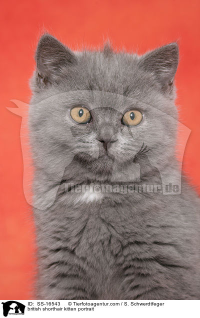 Britisch Kurzhaar Ktzchen Portrait / british shorthair kitten portrait / SS-16543