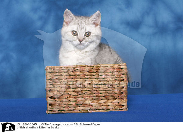 british shorthair kitten in basket / SS-16545