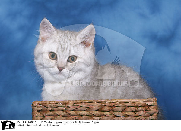 Britisch Kurzhaar Ktzchen im Korb / british shorthair kitten in basket / SS-16546