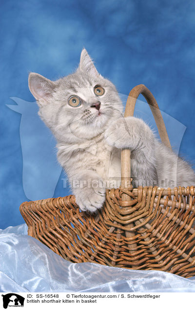 Britisch Kurzhaar Ktzchen im Korb / british shorthair kitten in basket / SS-16548