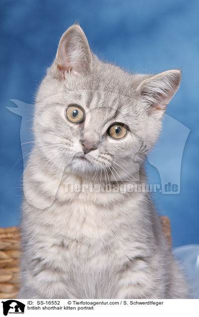 Britisch Kurzhaar Ktzchen Portrait / british shorthair kitten portrait / SS-16552