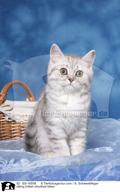 sitzendes Britisch Kurzhaar Ktzchen / sitting british shorthair kitten / SS-16556