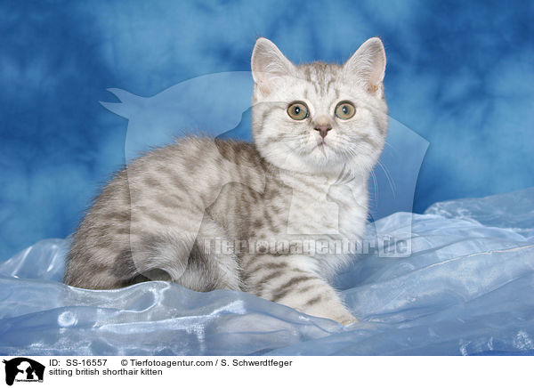 sitzendes Britisch Kurzhaar Ktzchen / sitting british shorthair kitten / SS-16557