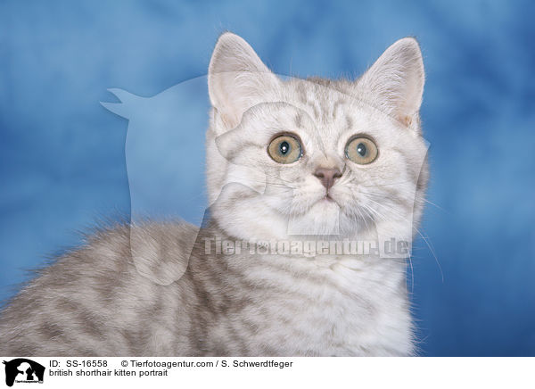 Britisch Kurzhaar Ktzchen Portrait / british shorthair kitten portrait / SS-16558