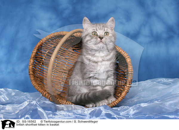 Britisch Kurzhaar Ktzchen im Korb / british shorthair kitten in basket / SS-16562