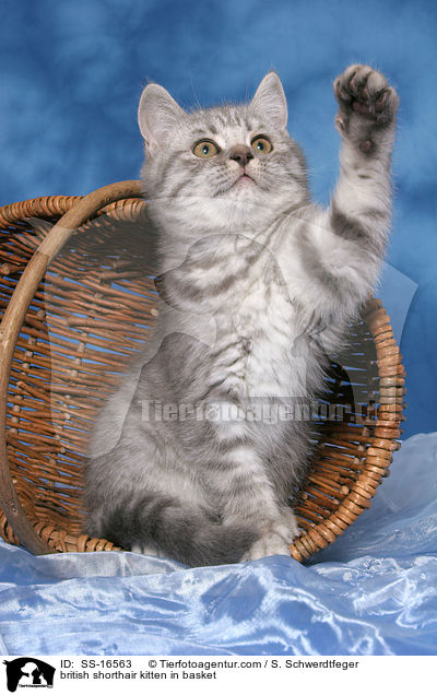 Britisch Kurzhaar Ktzchen im Korb / british shorthair kitten in basket / SS-16563