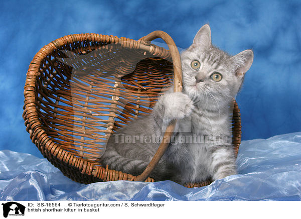 Britisch Kurzhaar Ktzchen im Korb / british shorthair kitten in basket / SS-16564