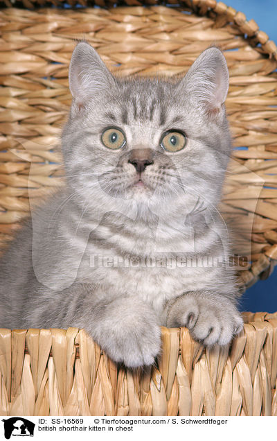 Britisch Kurzhaar Ktzchen in Truhe / british shorthair kitten in chest / SS-16569
