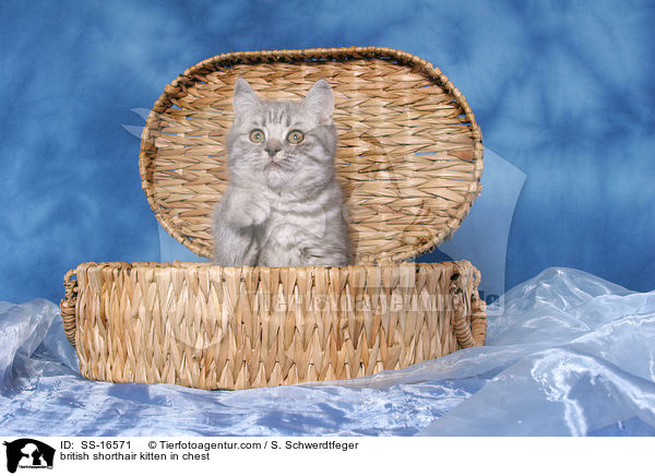 Britisch Kurzhaar Ktzchen in Truhe / british shorthair kitten in chest / SS-16571