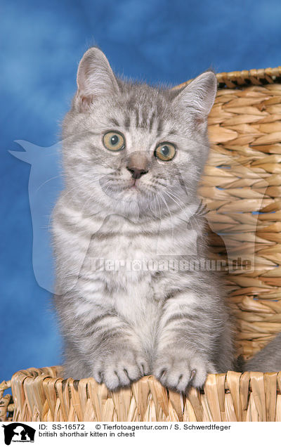 Britisch Kurzhaar Ktzchen in Truhe / british shorthair kitten in chest / SS-16572