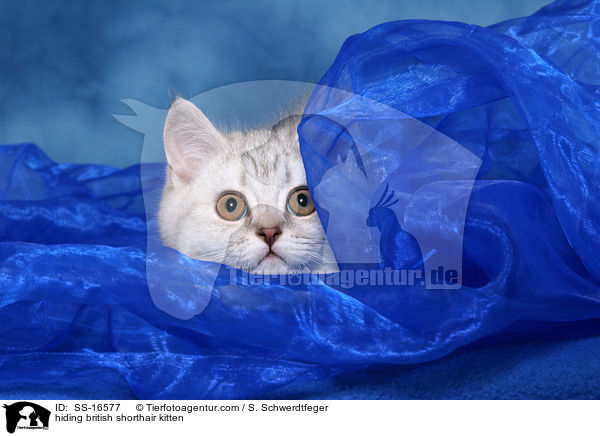 Britisch Kurzhaar KtzchenBritisch Kurzhaar Ktzchen versteckt sich / hiding british shorthair kitten / SS-16577