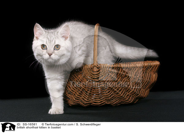 Britisch Kurzhaar Ktzchen im Korb / british shorthair kitten in basket / SS-16581