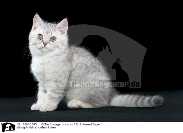 sitzendes Britisch Kurzhaar Ktzchen / sitting british shorthair kitten / SS-16583