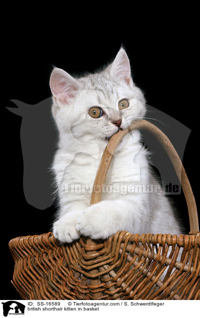 Britisch Kurzhaar Ktzchen im Korb / british shorthair kitten in basket / SS-16589