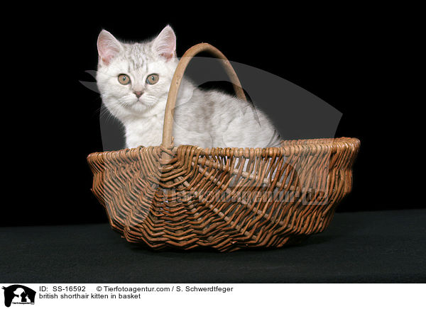 Britisch Kurzhaar Ktzchen im Korb / british shorthair kitten in basket / SS-16592