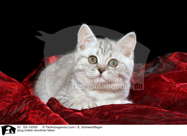 liegendes Britisch Kurzhaar Ktzchen / lying british shorthair kitten / SS-16595