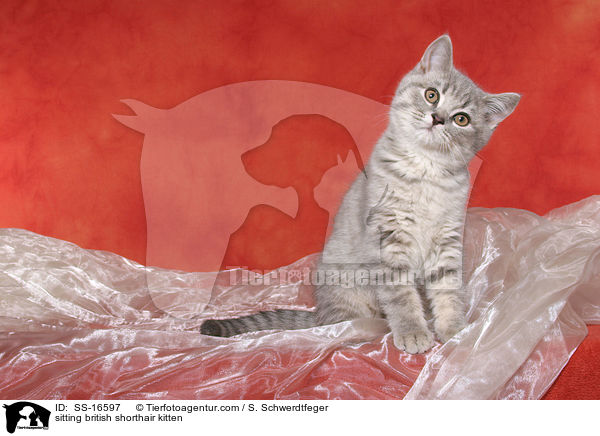 sitzendes Britisch Kurzhaar Ktzchen / sitting british shorthair kitten / SS-16597
