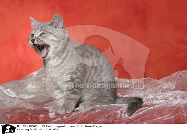 ghnendes Britisch Kurzhaar Ktzchen / yawning british shorthair kitten / SS-16598