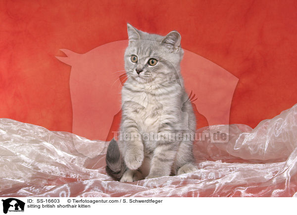 sitzendes Britisch Kurzhaar Ktzchen / sitting british shorthair kitten / SS-16603