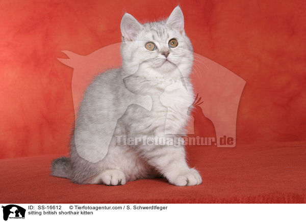 sitzendes Britisch Kurzhaar Ktzchen / sitting british shorthair kitten / SS-16612