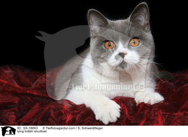 liegende Britisch Kurzhaar Ktzin / lying british shorthair / SS-16663