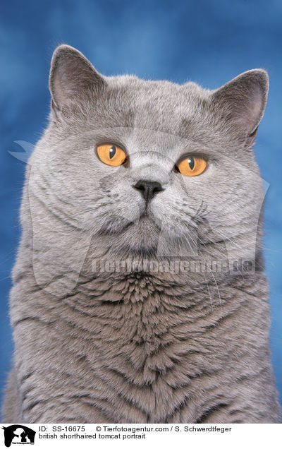 Britisch Kurzhaar Kater im Portrait / british shorthaired tomcat portrait / SS-16675